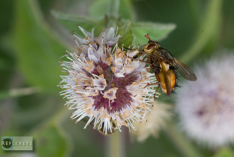 Yellow fly